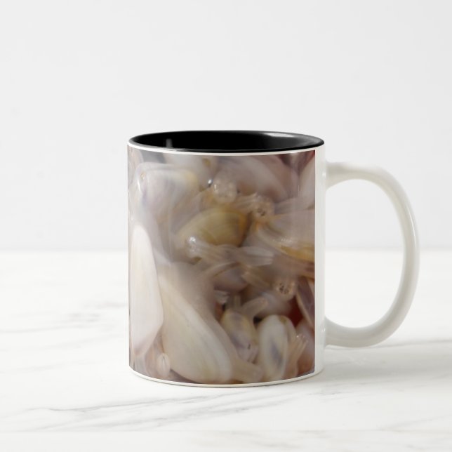 Taza de las almejas (Derecha)