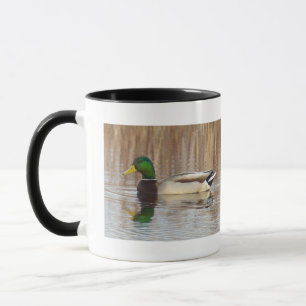 Taza de patos silbones