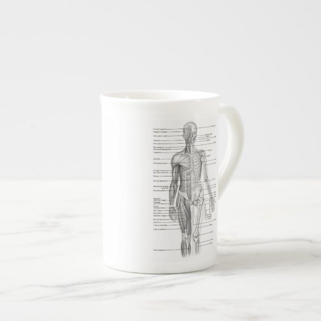 Taza De Porcelana Carta humana educativa de la anatomía (Derecha)