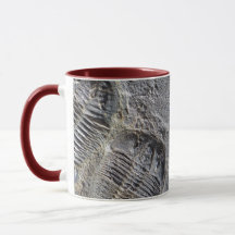 Taza de Trilobite