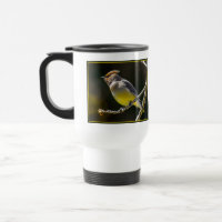Cedar Waxwing Songbird Foto original de ave silves