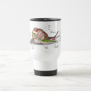 Taza De Viaje Diagrama caracol Helix aspersa órgano seccionado d