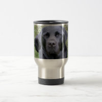 Labrador retriever negro