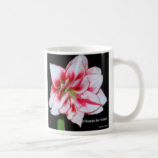 Taza del Amaryllis