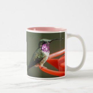 Taza del colibrí de Lucifer, derecho-dirigida
