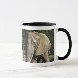 Taza del elefante
