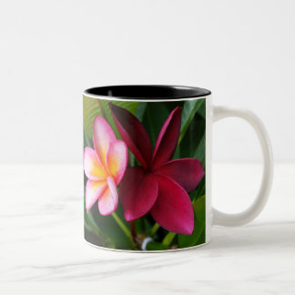 Taza del Frangipani: Puesta del sol de Darwin y