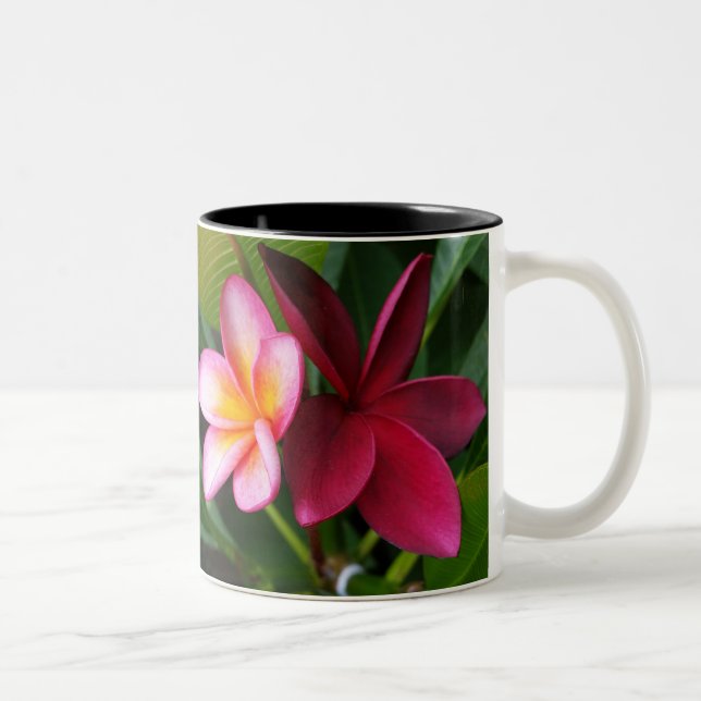 Taza del Frangipani: Puesta del sol de Darwin y (Derecha)