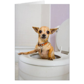 Taza del inodoro (el agua fue drenada hacia fuera)