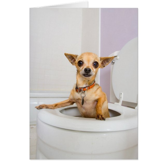 Taza del inodoro (el agua fue drenada hacia fuera) (Frente)