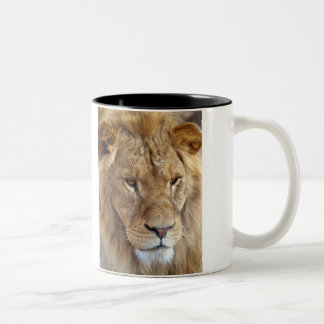 Taza del león de Bubba.