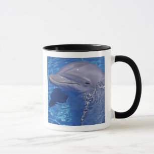Taza Delfín embotellado, Tursiops Truncatus