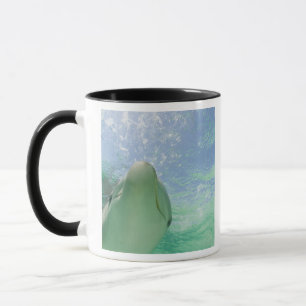 Taza Delfines mulares Tursiops truncatus)