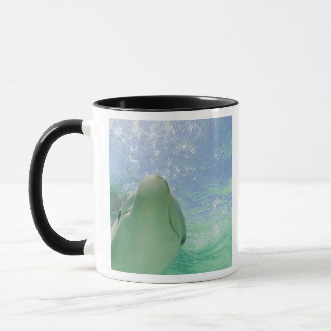 Taza Delfines mulares Tursiops truncatus) (Izquierda)