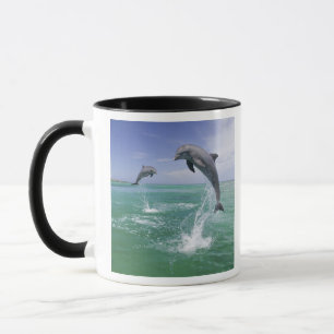 Taza Delfines mulares Tursiops truncatus