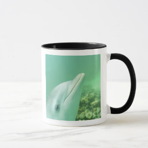 Taza Delfines mulares Tursiops truncatus