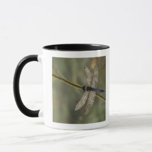 Taza Desnatadora de cola negra