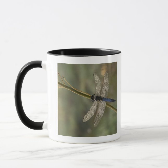 Taza Desnatadora de cola negra (Izquierda)