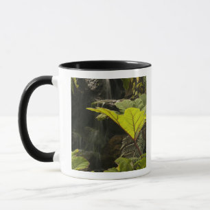 Taza Detalle vegetal en un jardín botánico, Ecuador