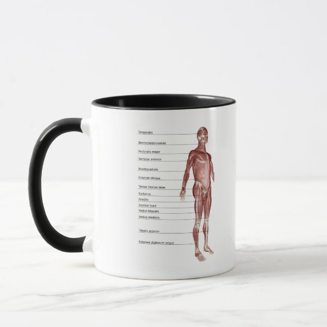 Taza Diagrama del sistema muscular (Izquierda)