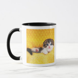 Taza Doblez del escocés; es una raza del gato con un