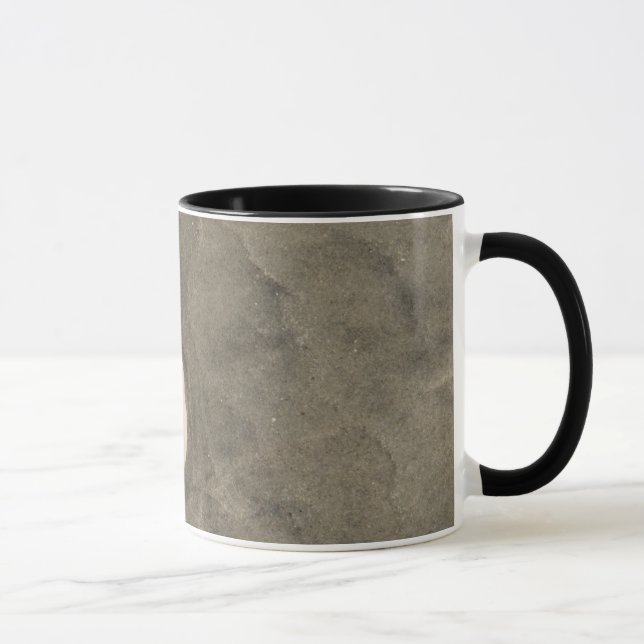 Taza Dólar de arena (Echinarachnius parma) (Derecha)