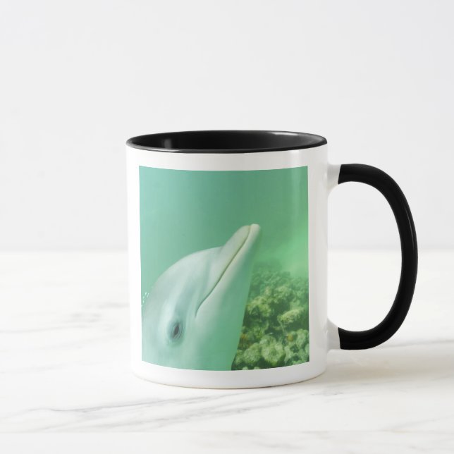 Taza Dolphins Bottlenose Tursiops truncatus (Derecha)