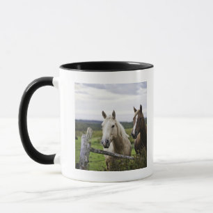 Taza Dos caballos colocan la cerca cercana en campo de