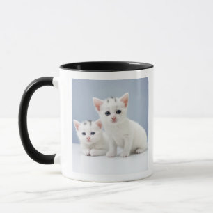 Taza Dos gatitos blancos muy jovenes miran fijamente