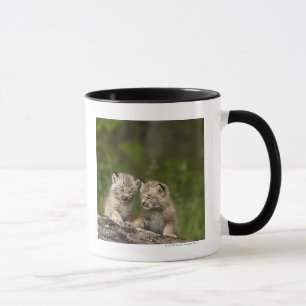 Taza Dos gatitos del lince de Canadá (lince Canadensis)