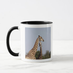 Taza Dos jirafa, parque nacional de Kruger, Suráfrica