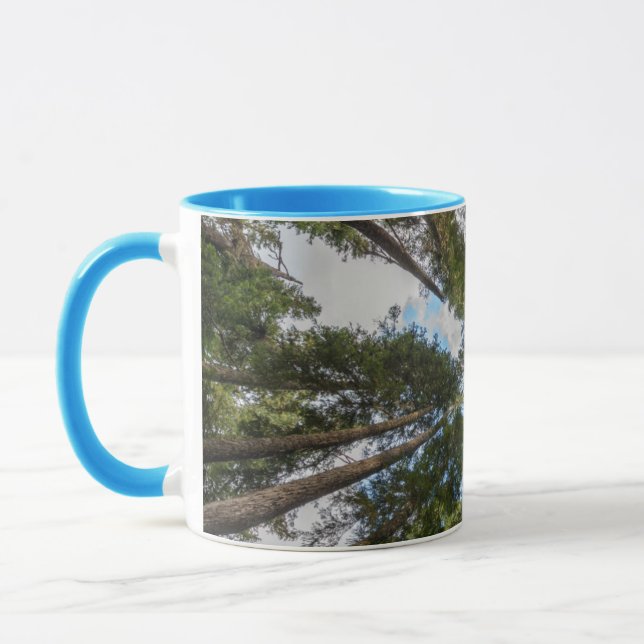 Taza dosel de abeto de Douglas (Izquierda)
