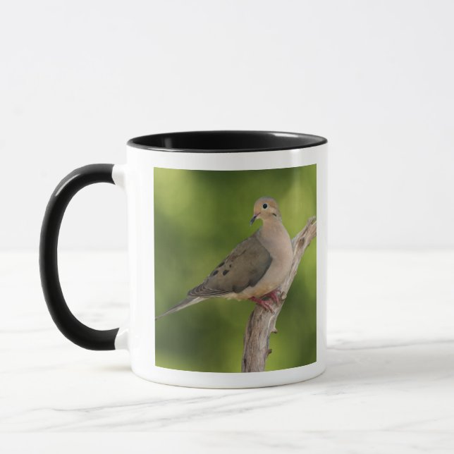 Taza Dove de luto, Zenaida macroura (Izquierda)