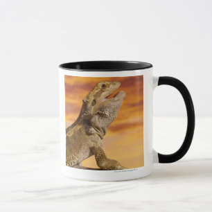 Taza Dragón barbudo (Pogona Vitticeps) en roca,