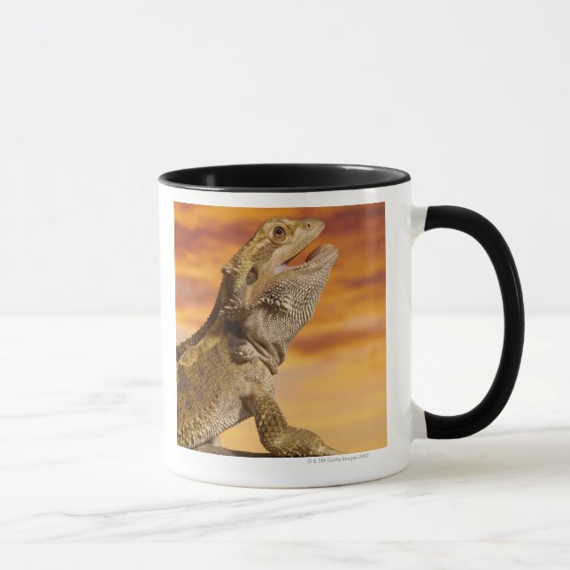 Taza Dragón barbudo (Pogona Vitticeps) en roca, (Derecha)