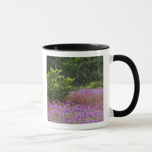 Taza Drummond Phlox, Phlox drummondi, jefe Hilton