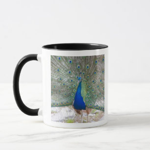 Taza Dubrovnik, Croacia, isla de Lokrum, colorida