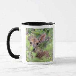 Taza Duiker gris (grimmia de Sylvicapra) que oculta