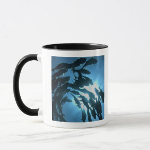 Taza Ecuador, archipiélago de las Islas Galápagos, is