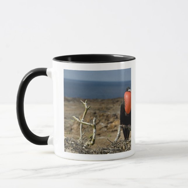 Taza Ecuador, Galápagos, Isla Genovesa. Príncipe (Izquierda)