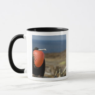 Taza Ecuador, Galápagos, Isla Genovesa. Príncipe