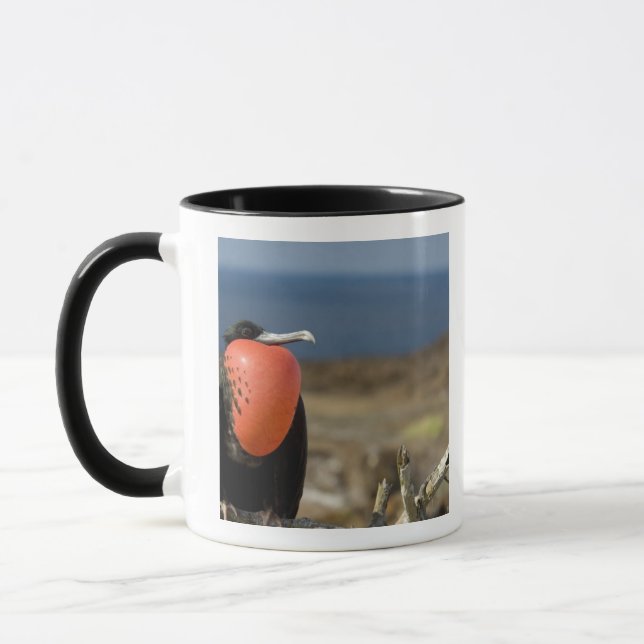 Taza Ecuador, Galápagos, Isla Genovesa. Príncipe (Izquierda)