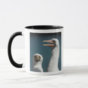 Taza Ecuador, Galápagos. Isla Genovesa también conocida