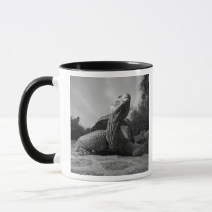 Taza Ecuador, Parque Nacional Islas Galápagos, Santa