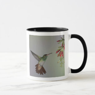 Taza Ecuador, Tandayapa Bird Lodge. Cola rufa
