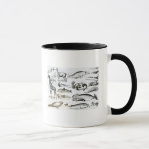 Taza Edentata de los cetáceos