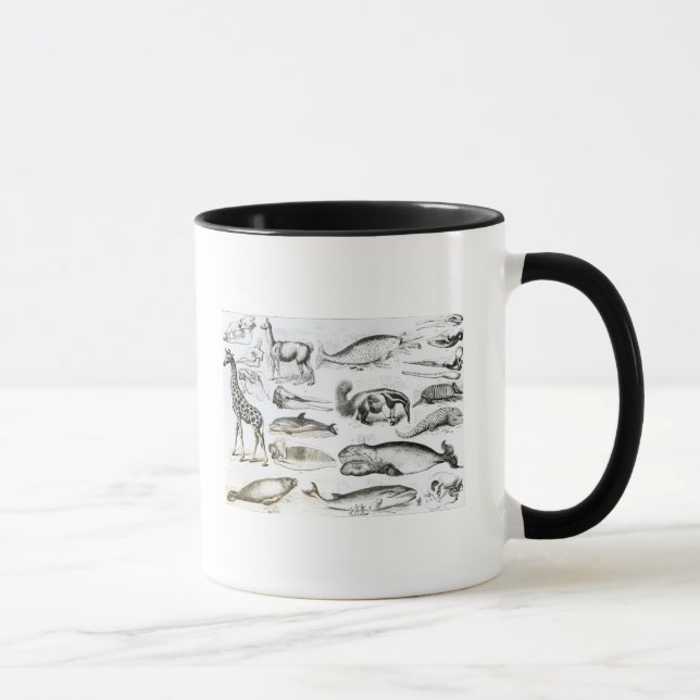 Taza Edentata de los cetáceos (Derecha)
