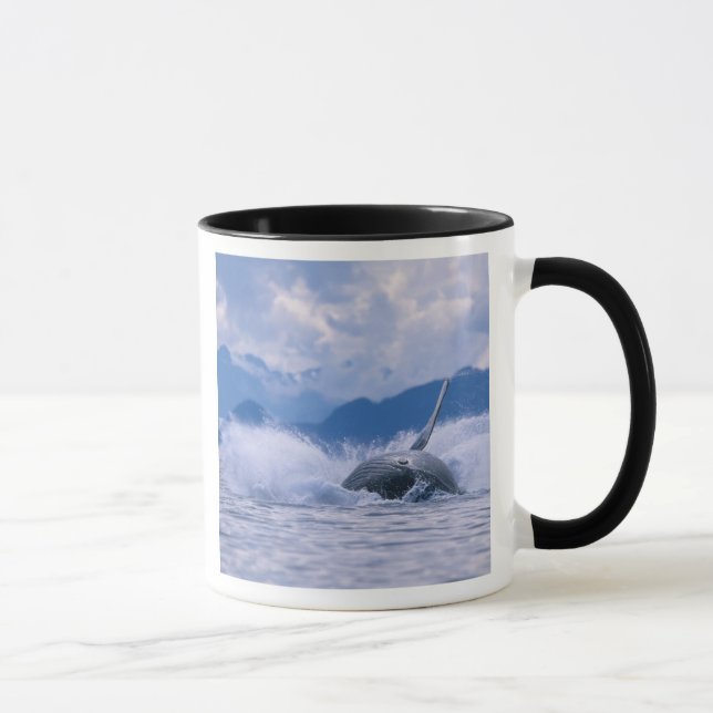 Taza EE.UU., Alaska, Bosque Nacional Tongass, Humpback (Derecha)
