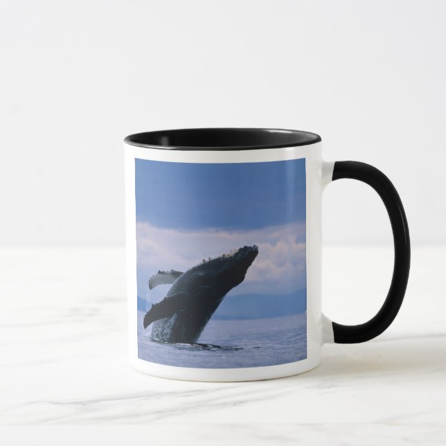 Taza EE.UU., Alaska, Bosque Nacional Tongass, Humpback (Derecha)