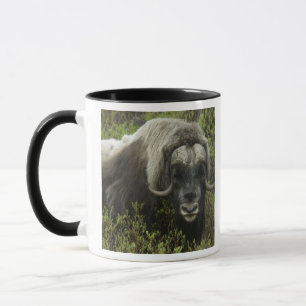 Taza EE. UU., Alaska, Nome. Primer plano de buey almizc